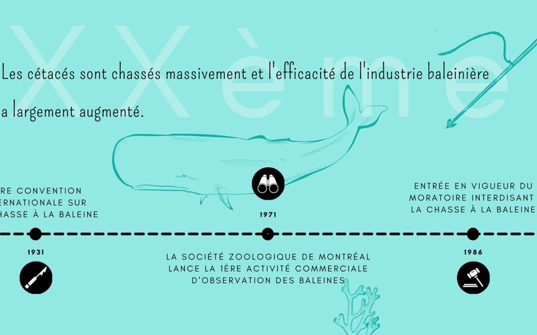 La minute HQWW® : Les origines du whale-watching (avant 2000)