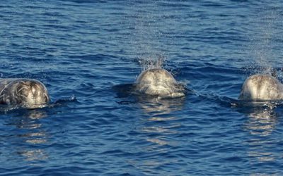 Article « L’observation des cétacés en mer Méditerranée : concilier popularité et durabilité »