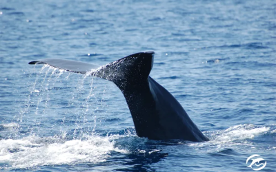 La Croix parle du High Quality Whale-Watching®