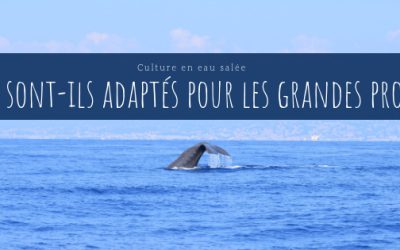 Culture en Eau Salée : Adaptation des cétacés aux grandes profondeurs