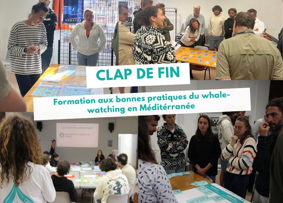 Formation 2024 aux bonnes pratiques du whale-watching