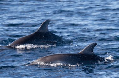 La nage avec les dauphins : une activité reconnue illégale !