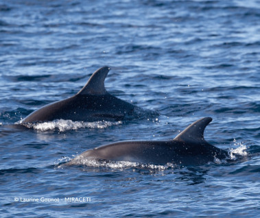 La nage avec les dauphins : une activité reconnue illégale !